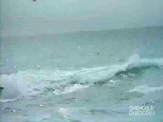 Уникальное видео. Берегите и защищайте животный мир!