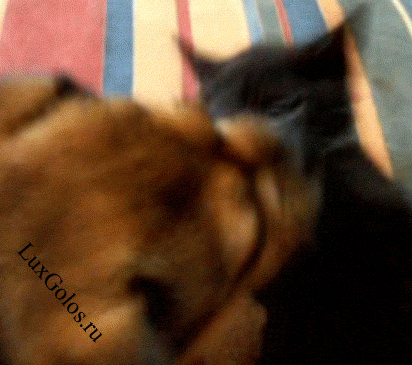 Стоять бояться-руки вверх