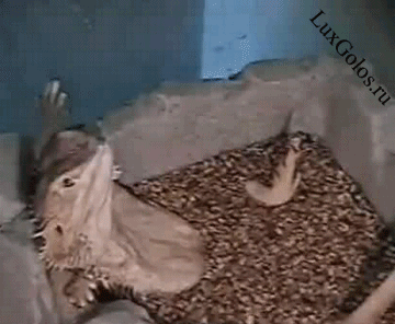 Джакузи для животных