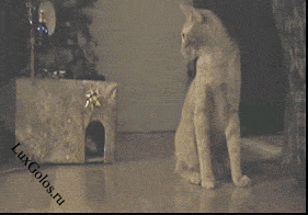 А говорят что коты с мышами не дружат