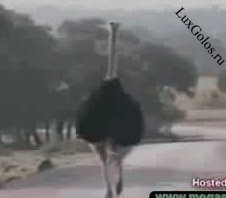 И скажите после это еще, что это не прелестное животное))