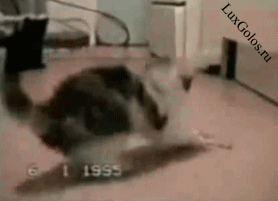 Юморной кот