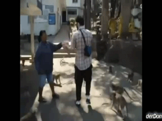 Жесть, началось  восстание обезьян