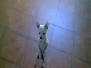 Чихуахуа танцует фламенко