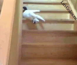  Ленивый кот спускается с лестнице