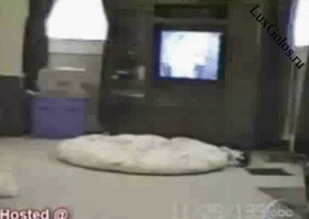 Веселое занятие для кота