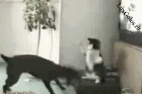 Реактивная кошка дразнит собаку