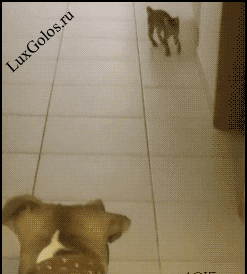 Ржака нереальная! Кот испугался)))))