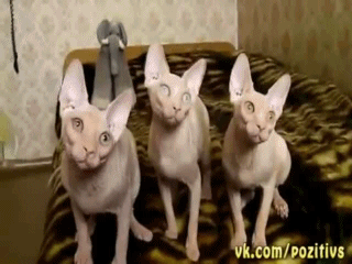 Нереально смешные коты)))