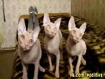 Нереально смешные коты)))